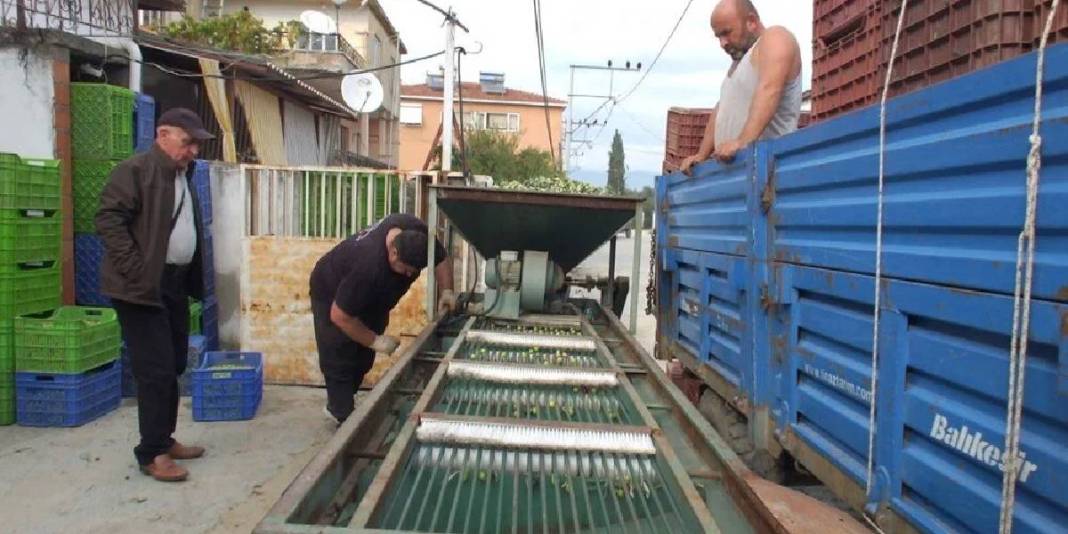 Yağmur yağdı, toprağın bereketi ortaya çıktı! Üretim merkezinde hasat vakti: Kilosu 80 TL’den alıcı buluyor 2